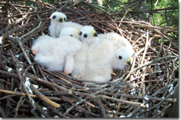 Sharp-shinned hawk nestlings, Photo by Tony Englert