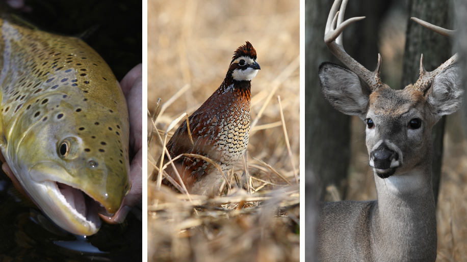 Commission Nomination Graphic Credit Reaves