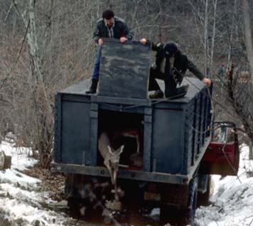 Deer Release