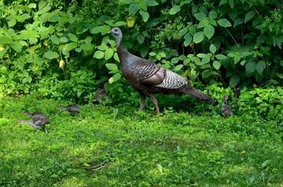 Hen turkey with six poults in a grassy area