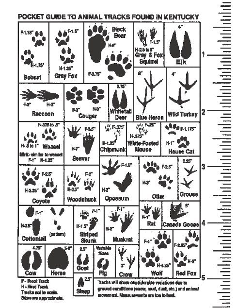 Pocket Guide to Animal Tracks Found in Kentucky