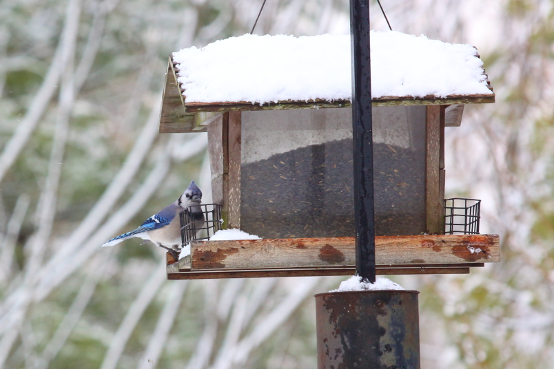 bluejay at bird feeder