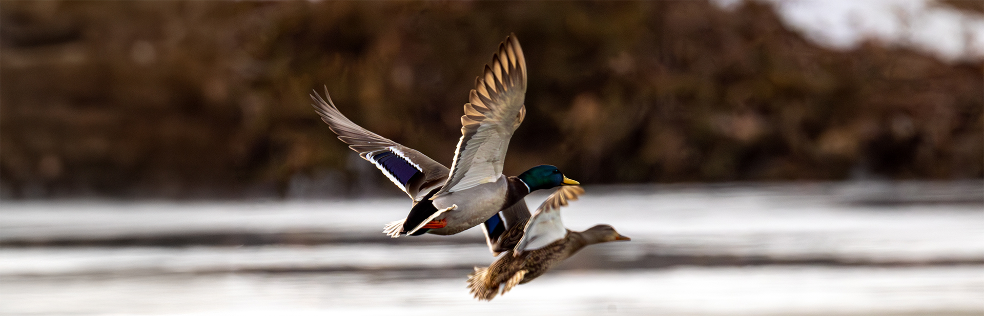 0096-flying-ducks-banner-des