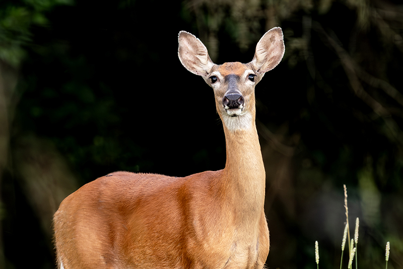 Lone Star Tick, James Gathany, CDC