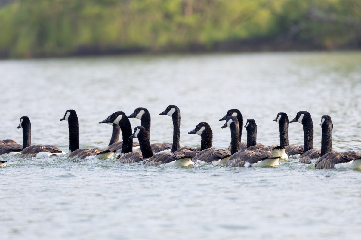 Goose hunting quebec outlet canada