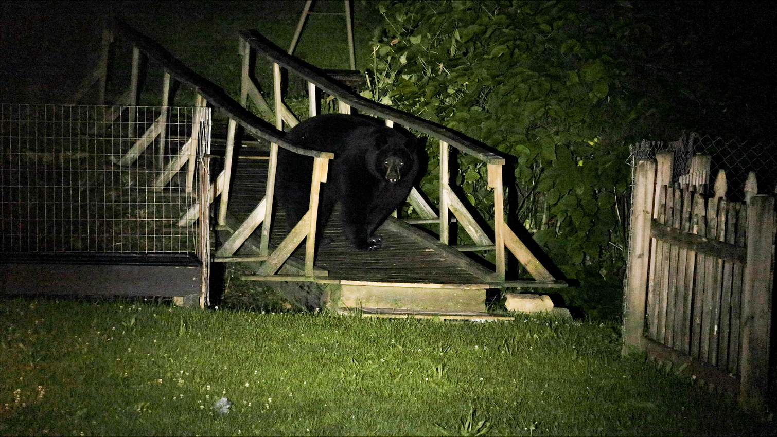 Bear_in_Backyard