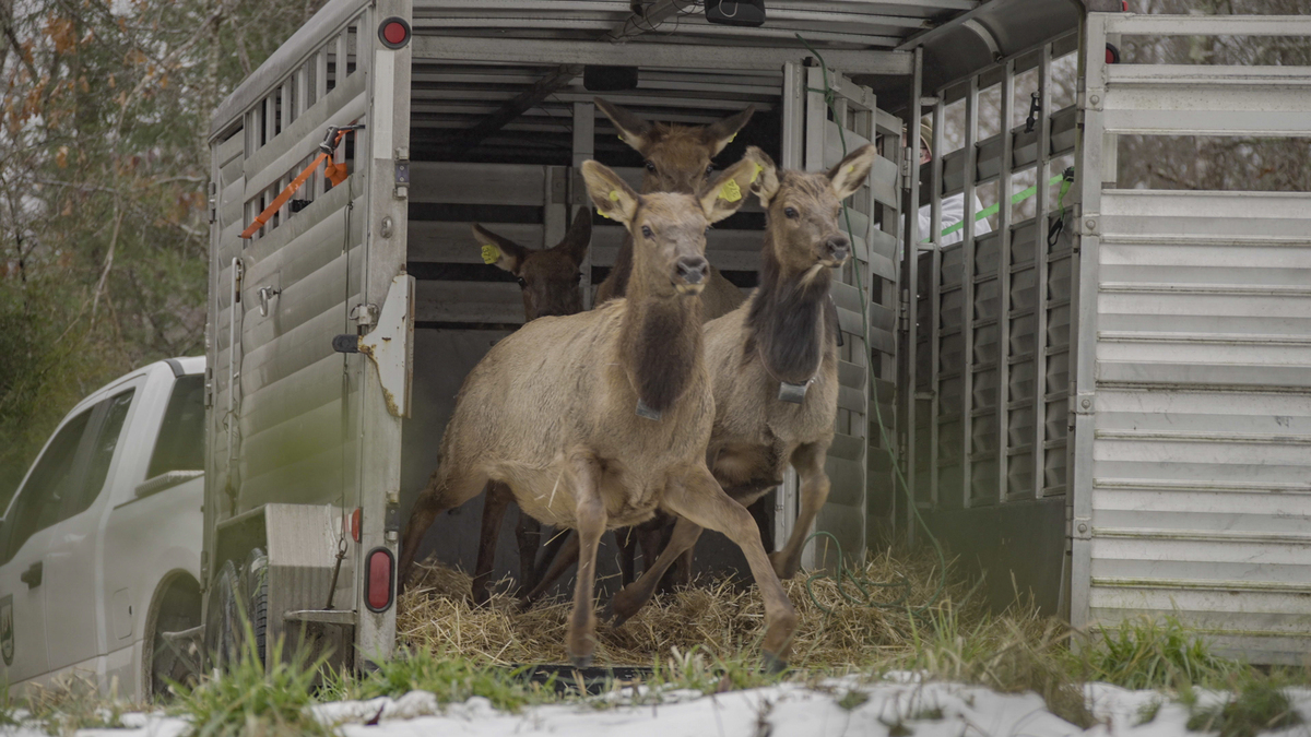 CrKDFWR-2022_Kentucky_Elk_Restoration-07530