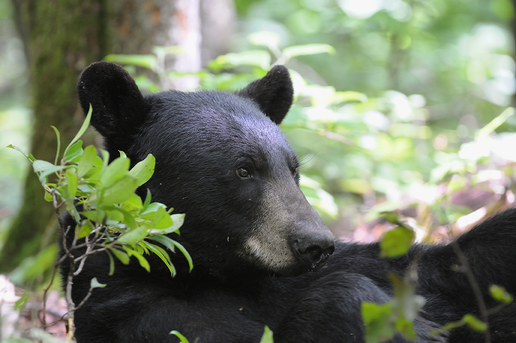 CrKDFWR-Bear-Portrait-Lacefield