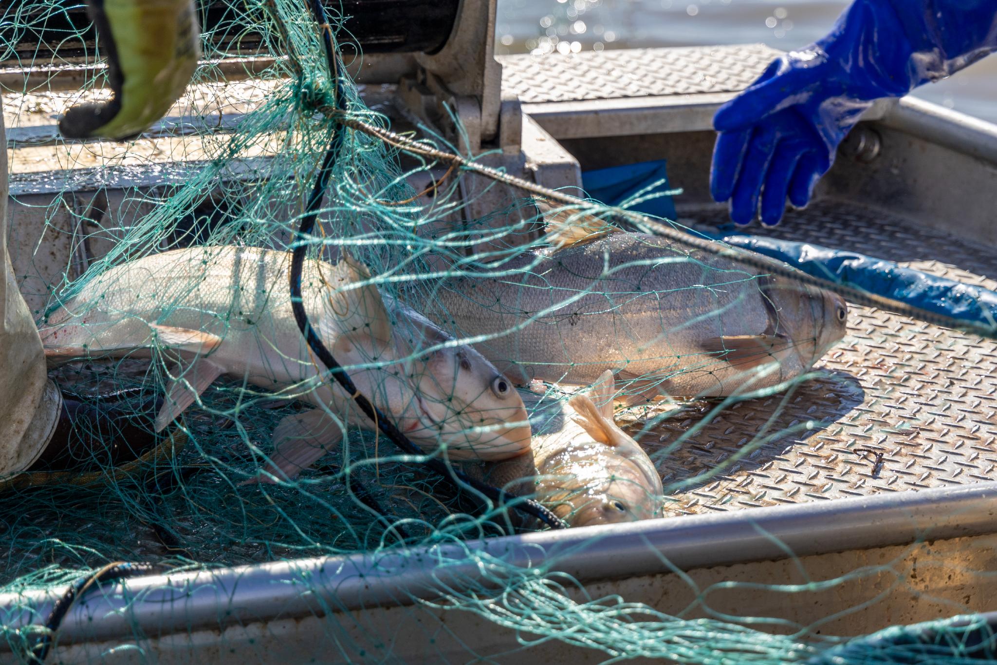 CrKDFWR-Carp-Tagging-Lake-Barkley