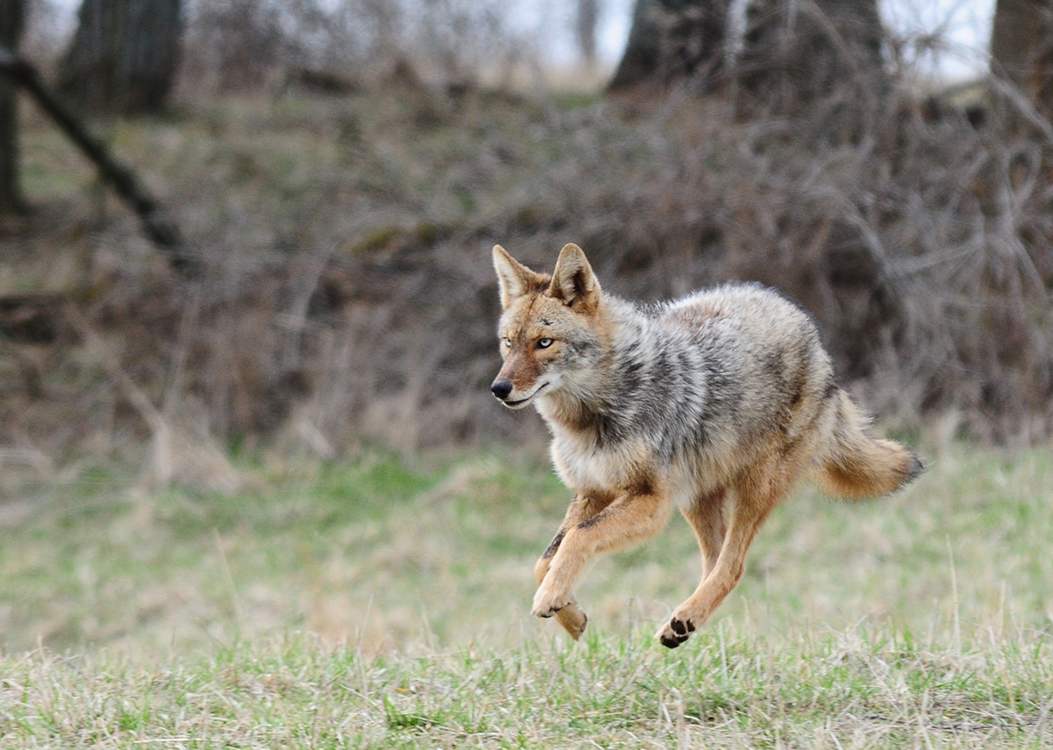 CrKDFWR-Coyote-photo-Joe-Lacefield