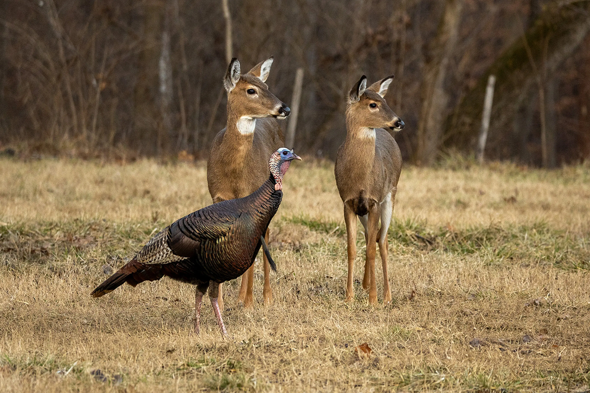 CrKDFWR-Deer-Turkey-RC