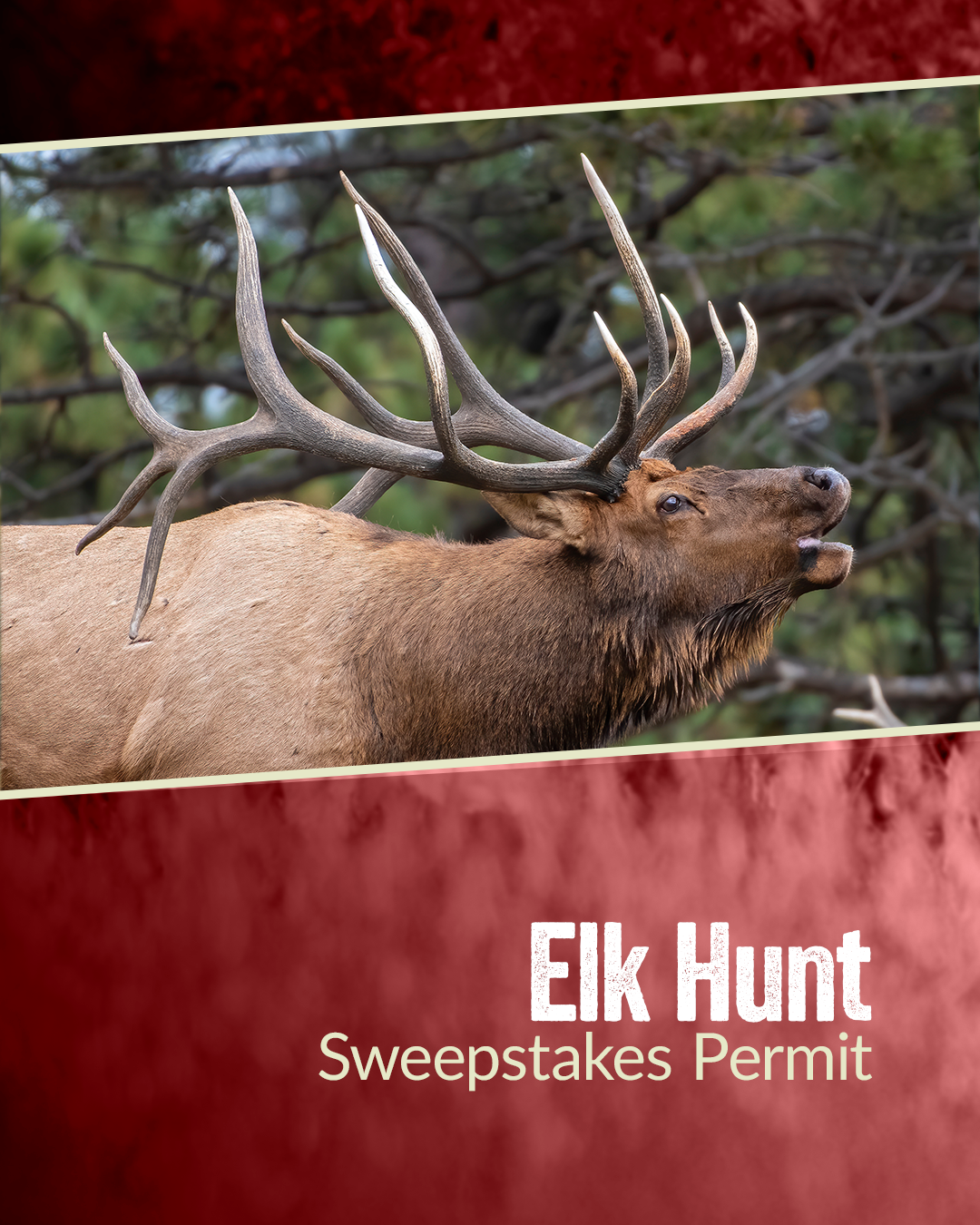 Elk Hunt Sweepstakes Graphic