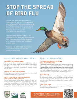 Stop the Bird Flu advertisement