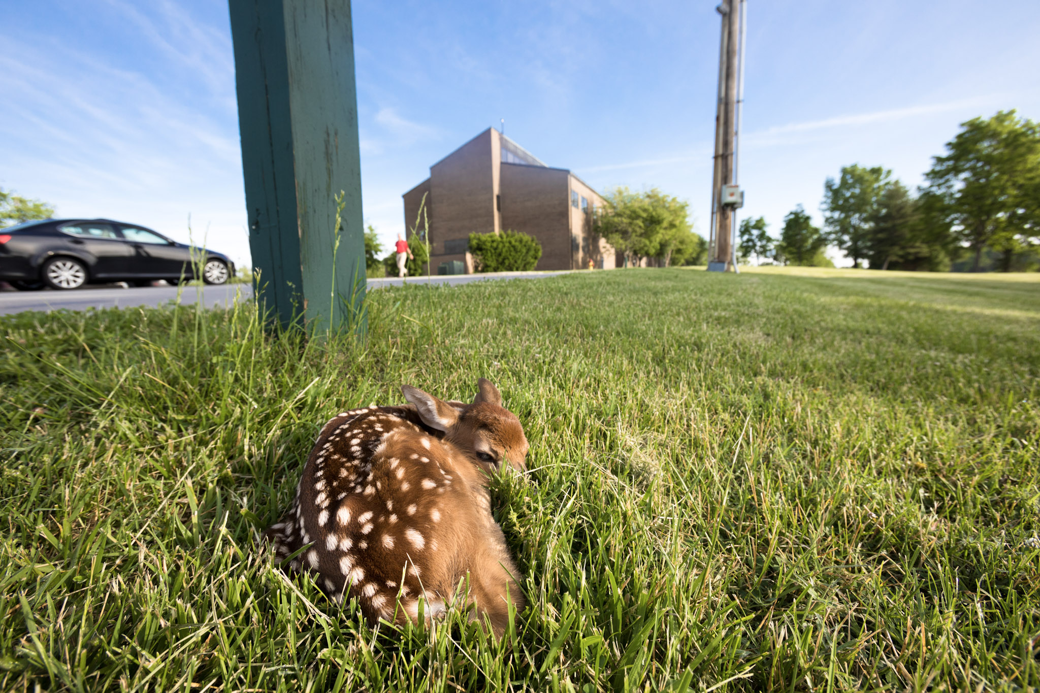 Fawn in front of Agency