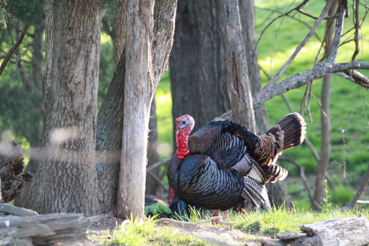 Adult Male turkey standing in a treeline