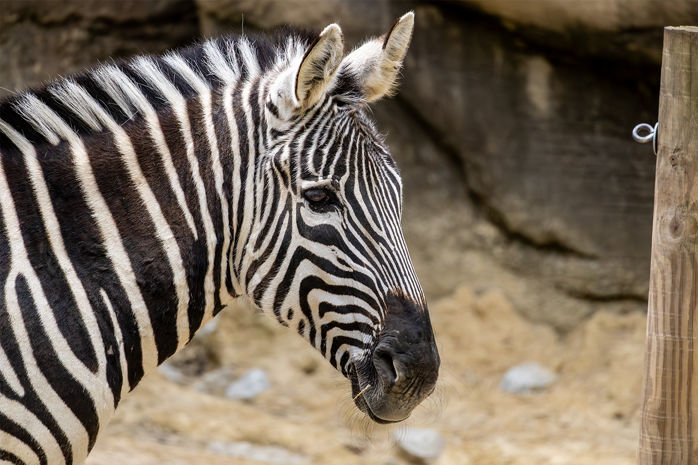 0450-Cincinnati-Zebra-DES.jpg