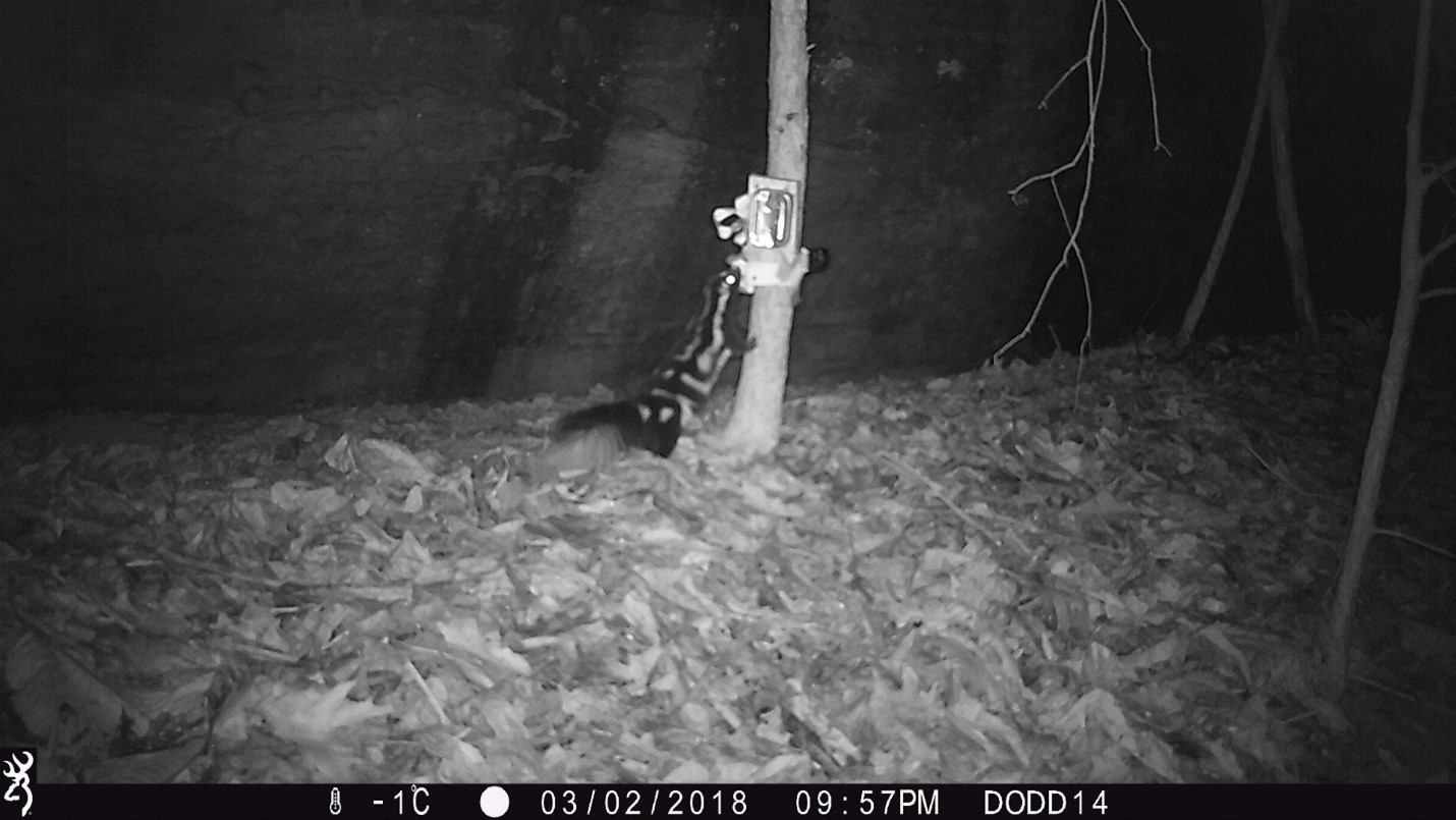 Trail cam photograph showing a spotted skunk in undergrowth