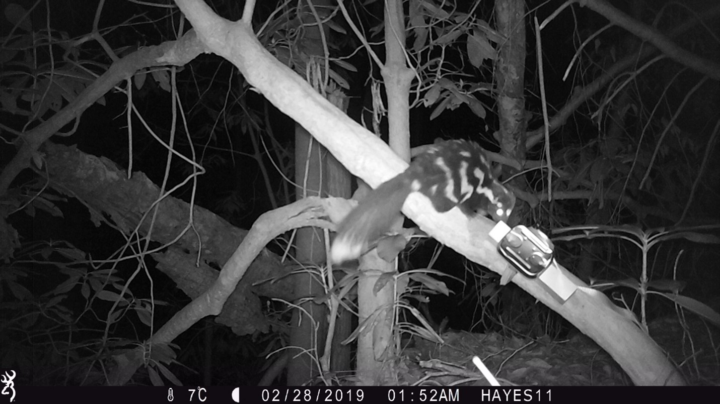  Trail cam photograph showing a spotted skunk in undergrowth
