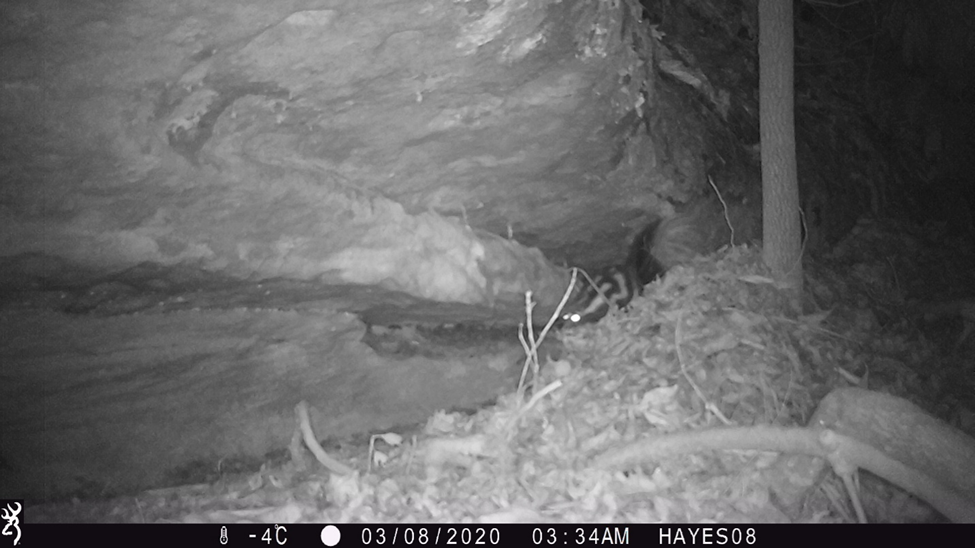 Trail cam photograph showing a spotted skunk in undergrowth