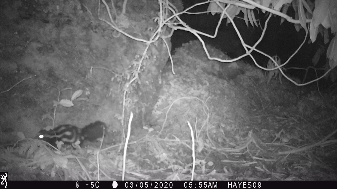 Trail cam photograph showing a spotted skunk in undergrowth
