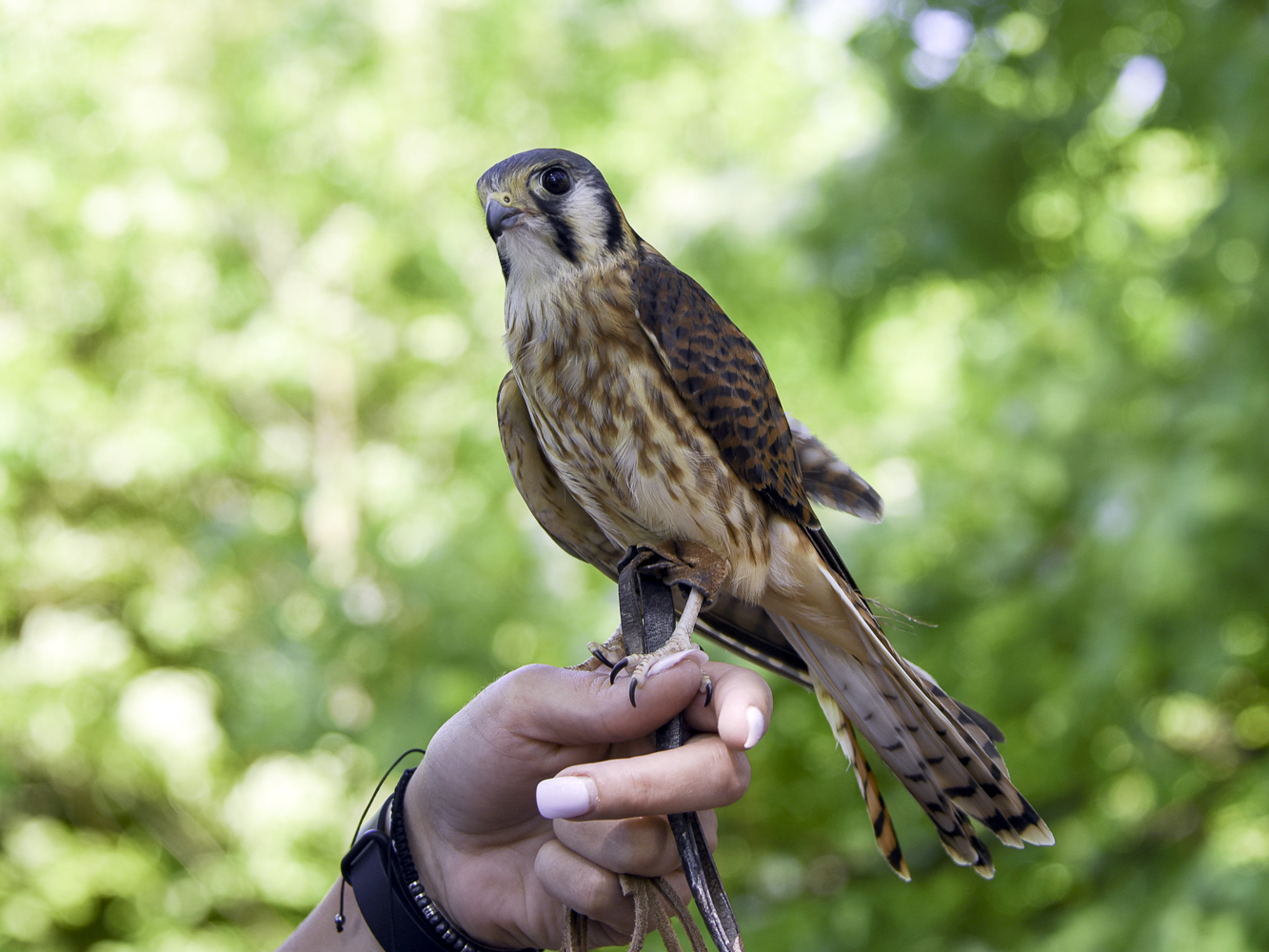 Alana-Coulter-kestrel.jpg