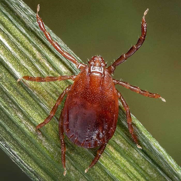 Ticks in Kentucky - Kentucky Department of Fish & Wildlife