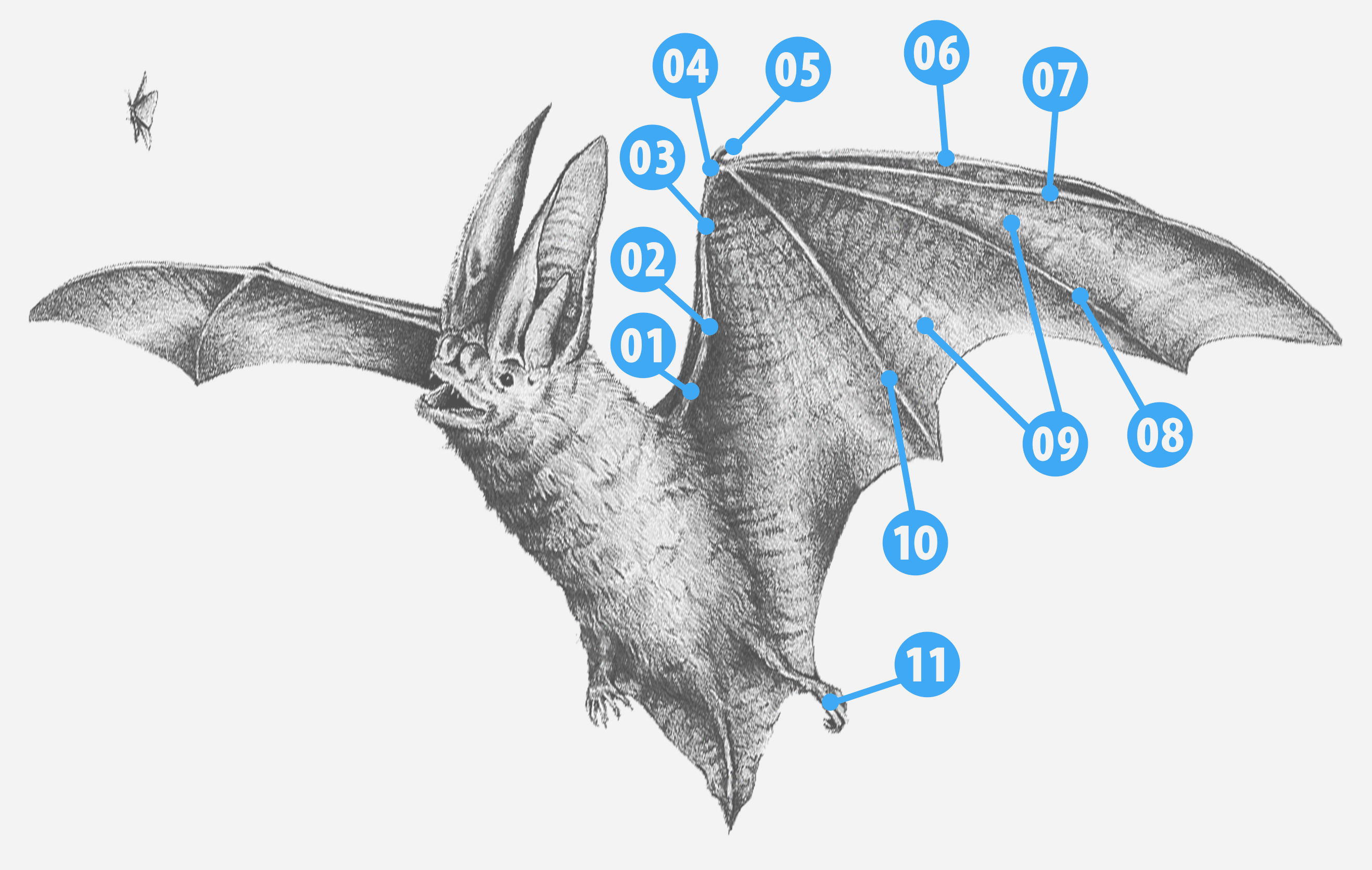 Rafinesque's Big-Eared Bat Illustration with id markers indicating anatomy points