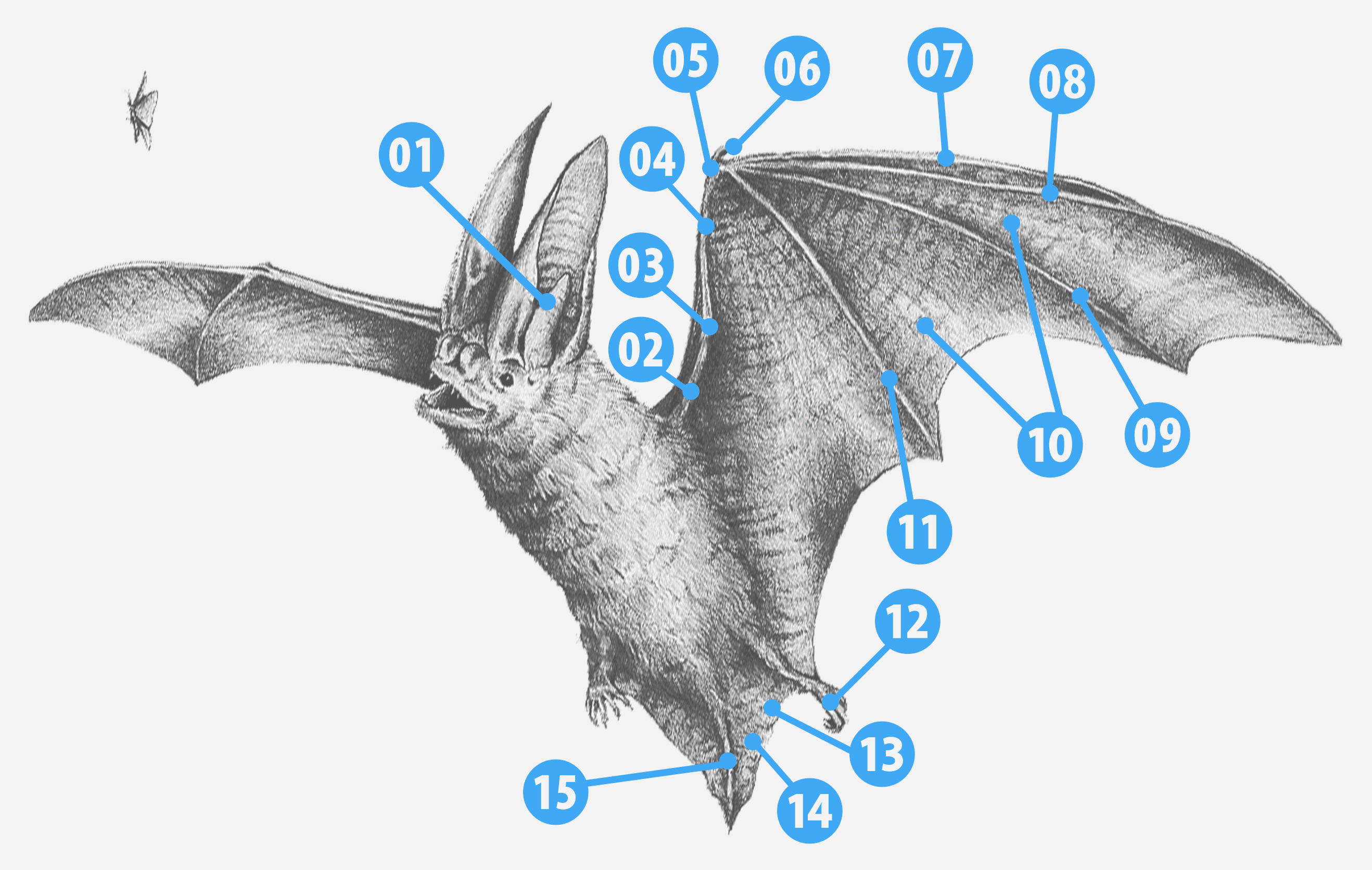 Rafinesque's Big-Eared Bat Illustration with id markers indicating anatomy points