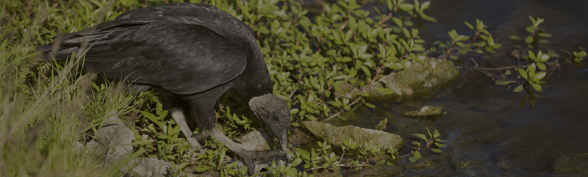 USFW-OR-Waterfowl-webed.jpg