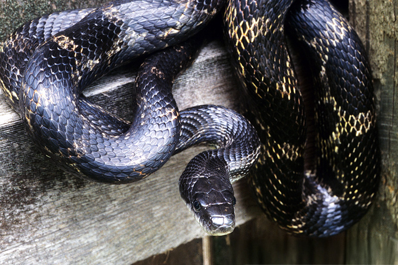 Eastern Black Kingsnake, John McGregor Photograph