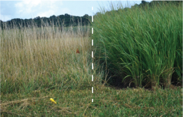 Field of grass with the left showing a row of fescue and the right showing bluestem