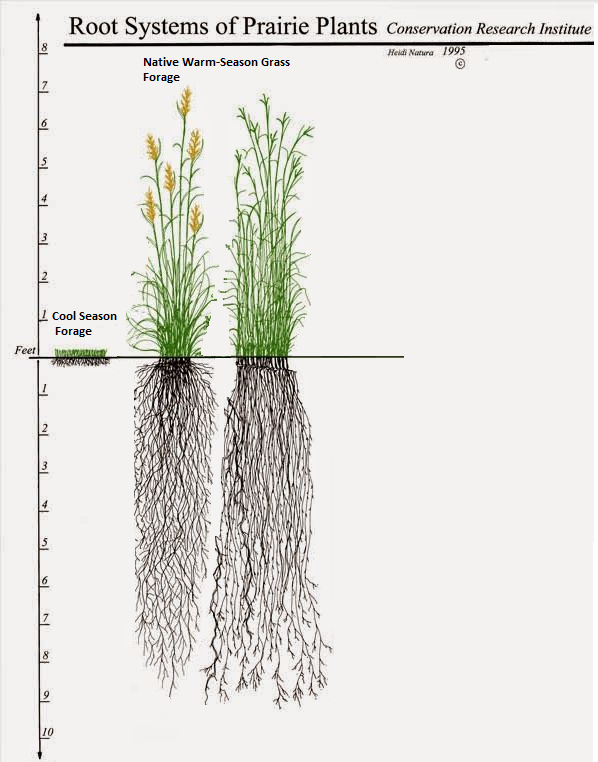 Your Bluestem Grazing Resource - Kentucky Department of Fish & Wildlife