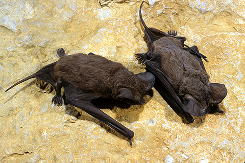 Brazilian Free-tailed bat, Photo credit John McGregor