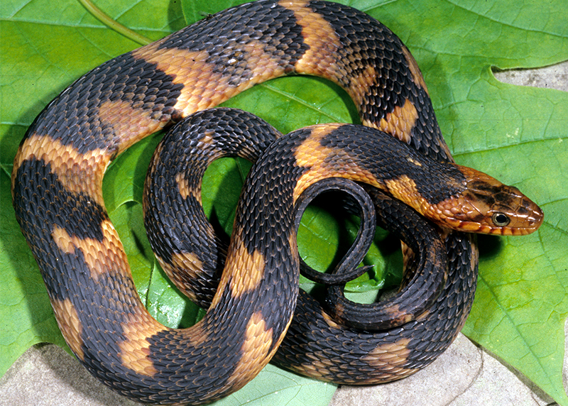 Eastern Black Kingsnake, John McGregor Photograph