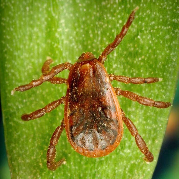 Ticks in Kentucky - Kentucky Department of Fish & Wildlife