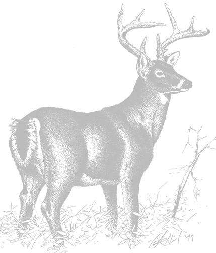 Rick Hill Illustration of a Doe