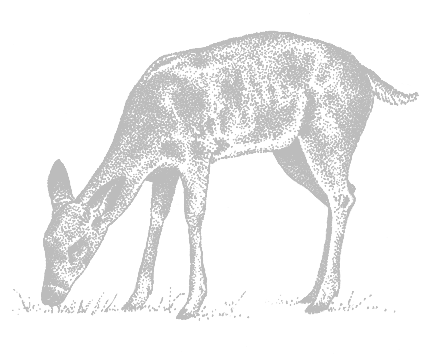 Rick Hill Illustration of a Doe