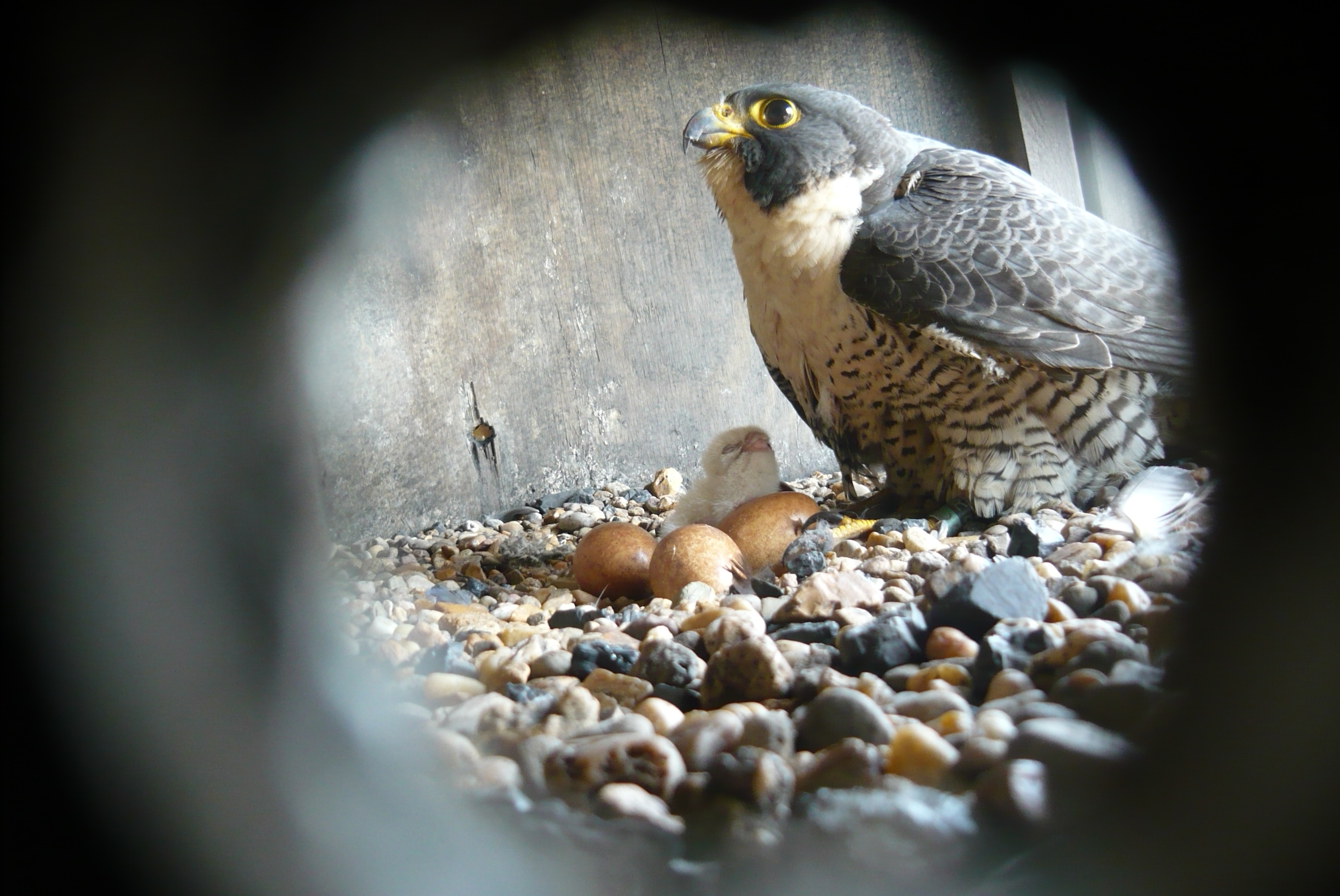 Adult falcons have a distinctive “hood” on their head, a gray back and a white throat.