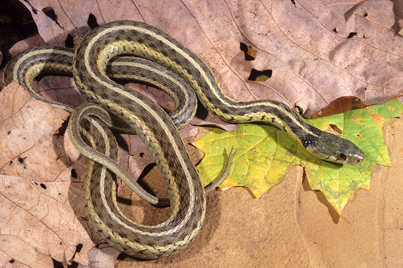Eastern Milk Snake photo credit John McGregor