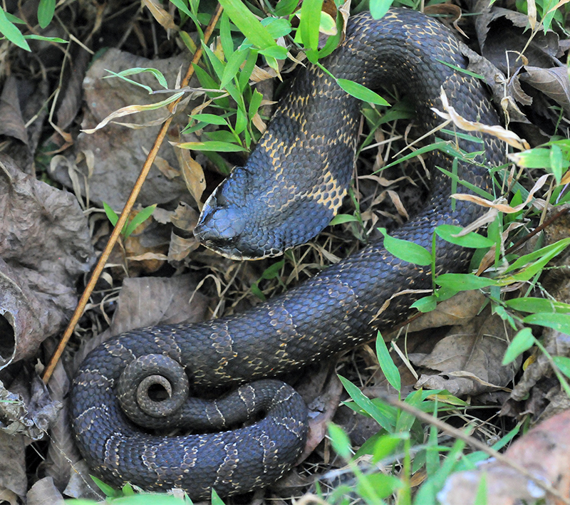 Eastern Milk Snake photo credit John McGregor