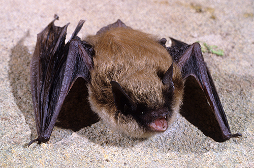 Eastern small-footed myotis, photo credit John McGregor