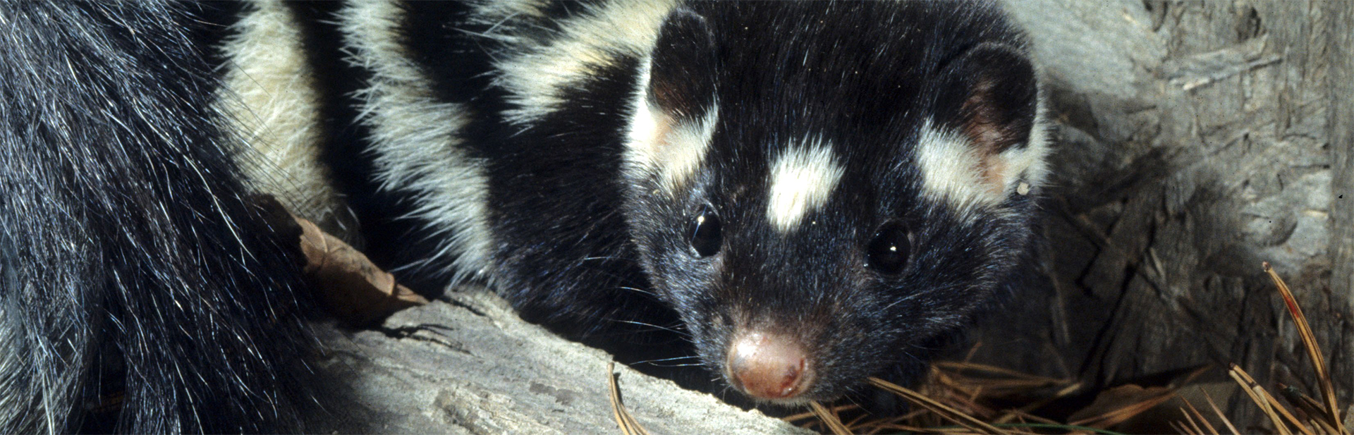 Eastern-spotted-skunk-banner-JRM