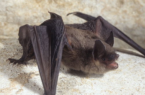 Gray Bat, photo credit John McGregor
