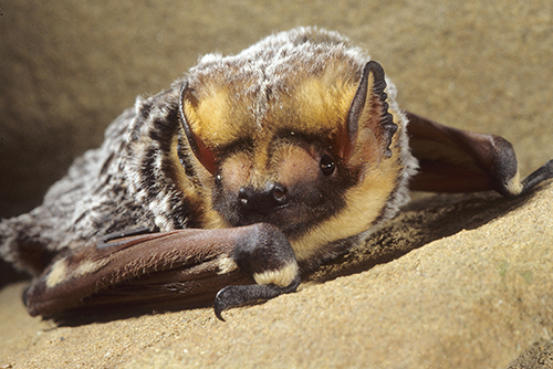 Hoary Bat photo credit John McGregor