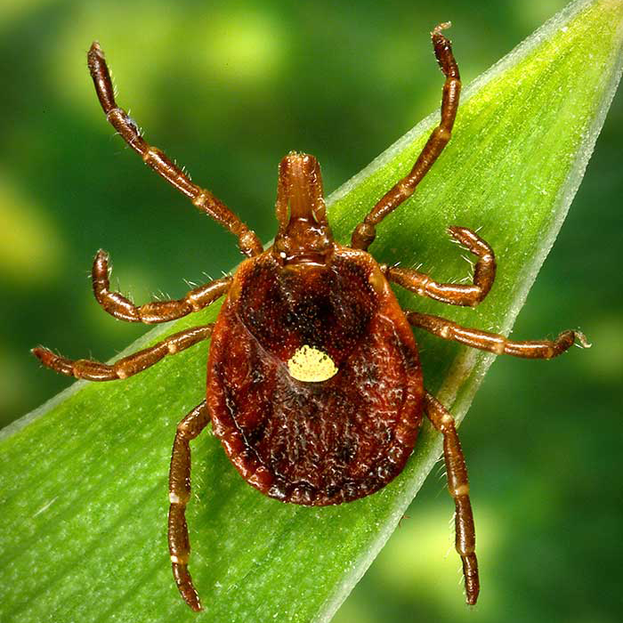 Ticks in Kentucky - Kentucky Department of Fish & Wildlife