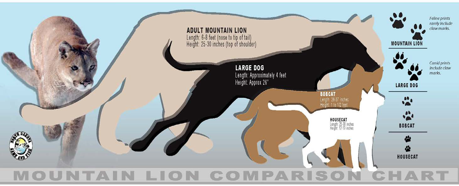 Mountian lion comparison table via the North Dakota Game and Fish Department