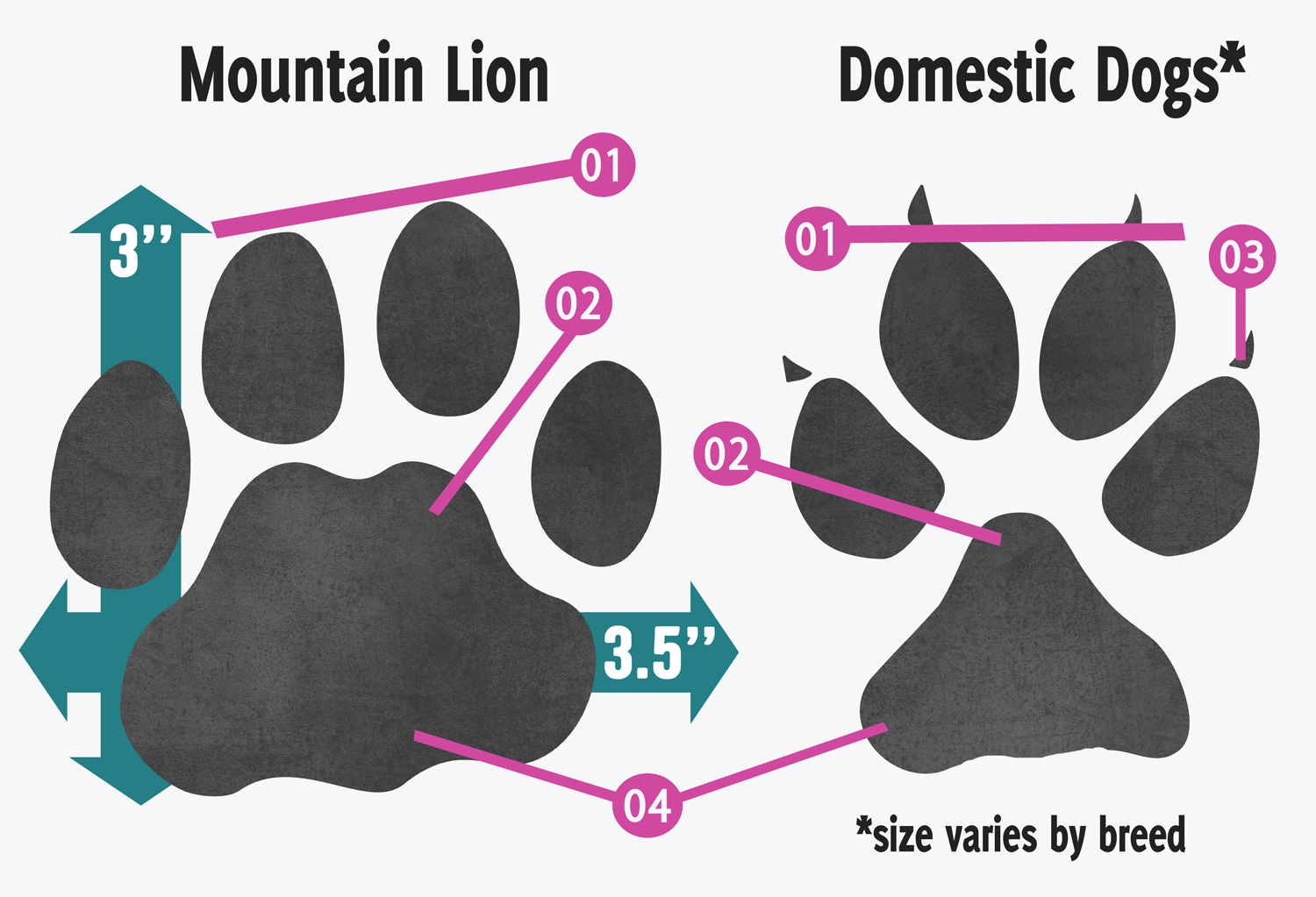  Infographic showing a mountain lion's track against a dog's track