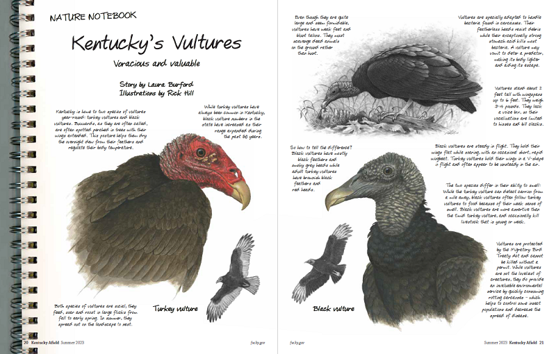 In defense of vultures, nature's early-warning systems that are