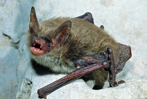 Northern Long-eared Bat, photo credit John MacGregor