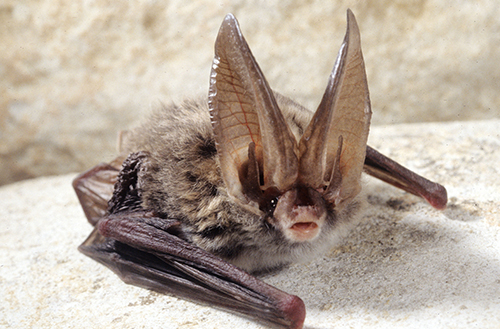 Rafinesque's Big Eared Bat, photo credit John McGregor
